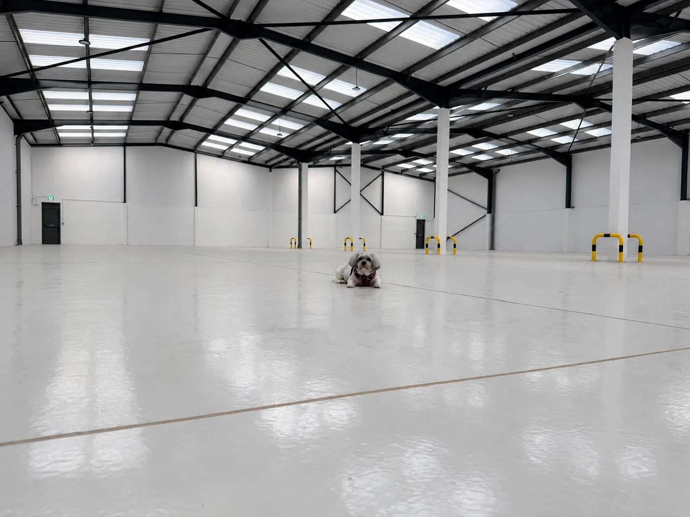 A small white dog sitting on the painted concrete floor in the middle of a large empty warehouse with roof lights overhead