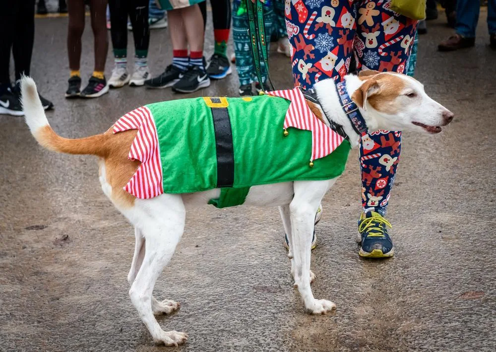 A white and tan dog in a green and red elf coat on a lead