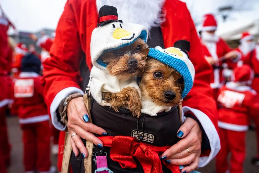 Two small dogs in a Santa hat and a woolly hat carried in a front carrier by a person in a Santa suit